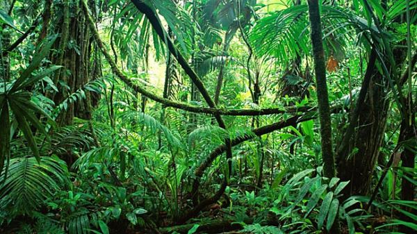 New Phytologist: Из-за дефицита фосфора в почве тропическая лиана превращается в хищника
