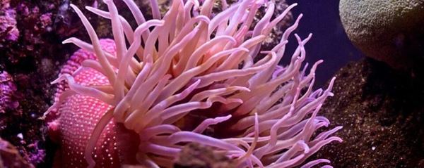 В Тихом океане открыто свыше пяти тысяч новых видов живых организмов