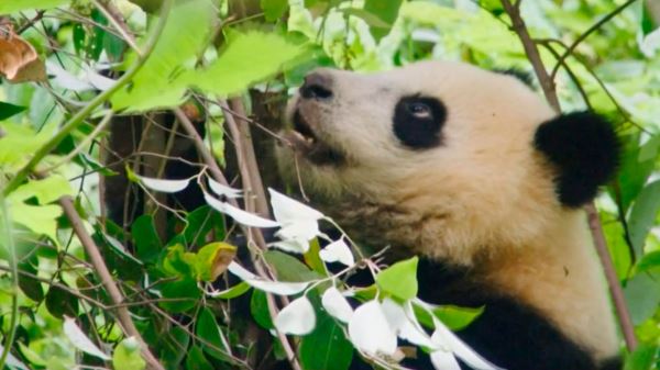 <br />
                                                В парке «Волун» бамбуковые рощи оберегает экологическая полиция                                            