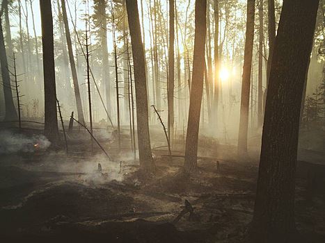 В Германии лесной пожар разгорелся на полигоне с боеприпасами
